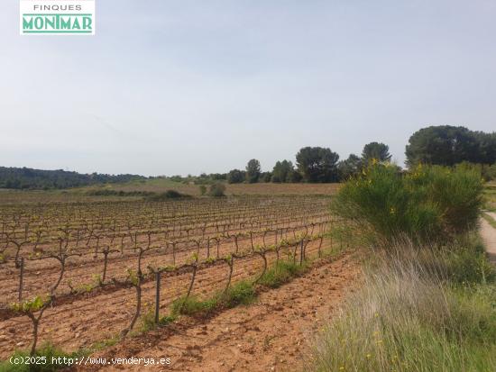 En Venta Finca Rústica en Vilabella de 20 Ha. de viñedos emparrados. - TARRAGONA