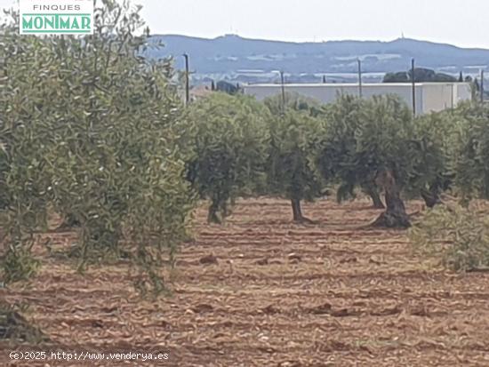  En venta Finca Rústica en Sant Jaume dels Domenys. - TARRAGONA 