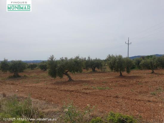 En venta Finca Rústica en Sant Jaume dels Domenys. - TARRAGONA