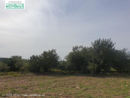  En venta Finca Rústica en Secuita de 5,29 Ha. - TARRAGONA 