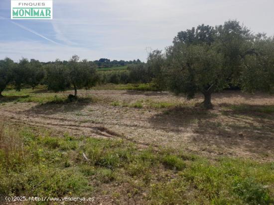 En venta Finca Rústica en Secuita de 5,29 Ha. - TARRAGONA