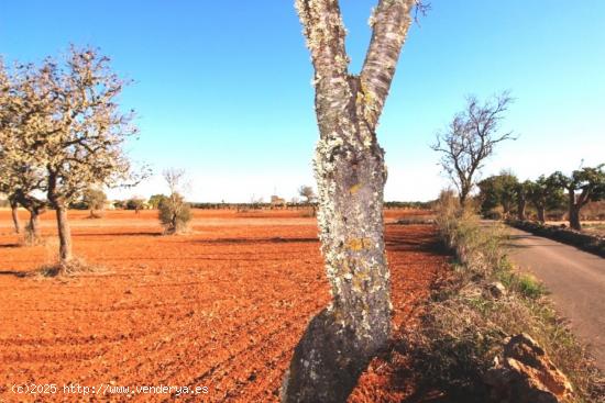  Terreno rustico en Es Revellar Campos - BALEARES 