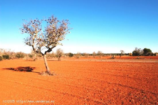 Terreno rustico en Es Revellar Campos - BALEARES