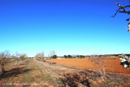 Terreno rustico en Es Revellar Campos - BALEARES