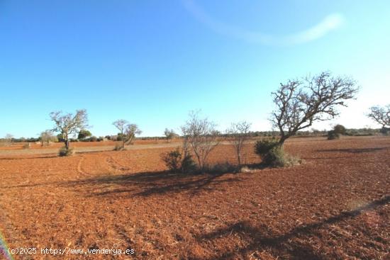 Terreno rustico en Es Revellar Campos - BALEARES