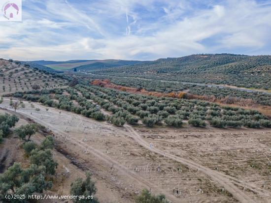  FINCA DE OLIVOS  Y ALMENDROS EN VEGAS DEL GENIL - GRANADA 