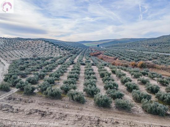 FINCA DE OLIVOS  Y ALMENDROS EN VEGAS DEL GENIL - GRANADA