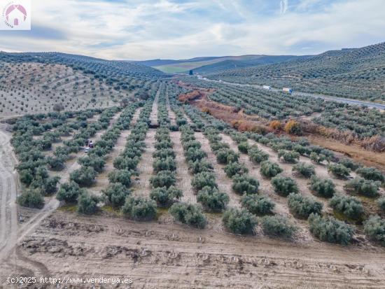 FINCA DE OLIVOS  Y ALMENDROS EN VEGAS DEL GENIL - GRANADA