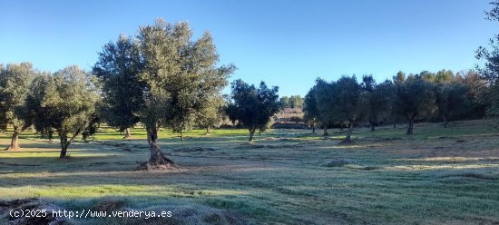 Suelo rústico en venta  en Arens de Lledo - Teruel