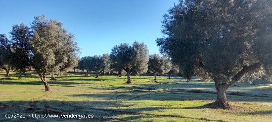 Suelo rústico en venta  en Arens de Lledo - Teruel