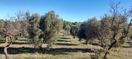 Suelo rústico en venta  en Arens de Lledo - Teruel