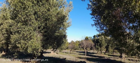 Suelo rústico en venta  en Arens de Lledo - Teruel