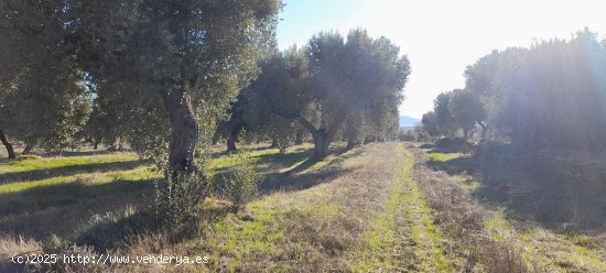 Suelo rústico en venta  en Arens de Lledo - Teruel