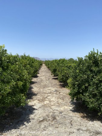 Magnifica Finca de citricos en produccion