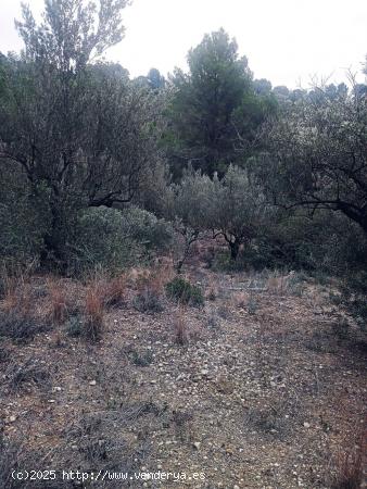 terreno Agrario - BARCELONA