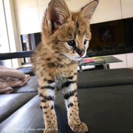 Grandes camadas de gatitos Serval y Savannah con caracal