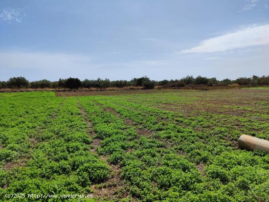  Finca de regadio con pozos - CASTELLON 