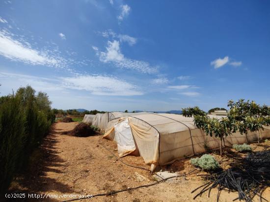 Finca de regadio con pozos - CASTELLON