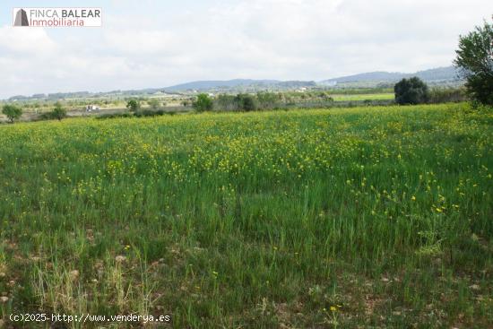 FINCA RUSTICA UBICADA EN ALGAIDA CON PROYECTO Y LICENCIA (CADUCADA) PARA EDIFICAR UNA VIVIENDA EN PL