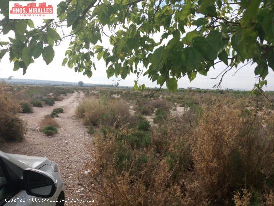 Se vende finca rustica en carretera de dolores (elche) - ALICANTE