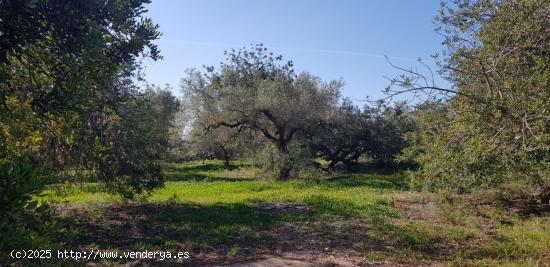 FINCA DE 3 HECTAREAS CON ALMACEN DE 24 M2, LUZ Y AGUA - TARRAGONA