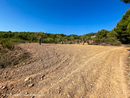 FINCA RUSTICA EN EL CORAZON DE LA MONTAÑA  DE CASTALLA - ALICANTE