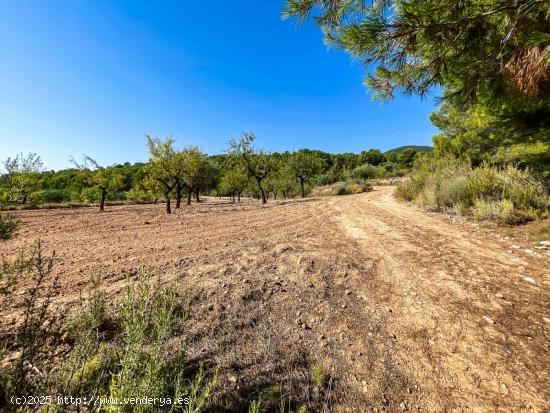 FINCA RUSTICA EN EL CORAZON DE LA MONTAÑA  DE CASTALLA - ALICANTE