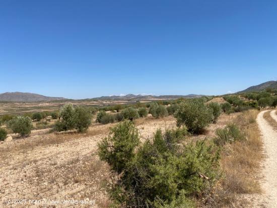 Finca rústica en Jumilla - MURCIA