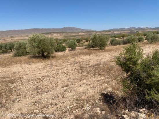 Finca rústica en Jumilla - MURCIA