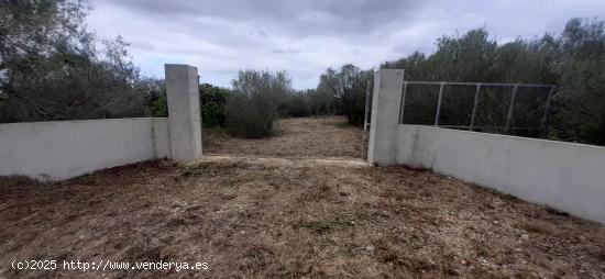 FINCA CON CASA PARA REFORMAR EN ARIANY - BALEARES