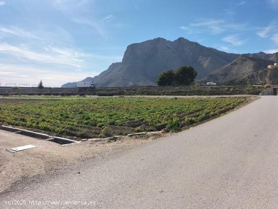 TERRENO RUSTICO EN HUERTA DE COX - ALICANTE