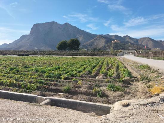 TERRENO RUSTICO EN HUERTA DE COX - ALICANTE