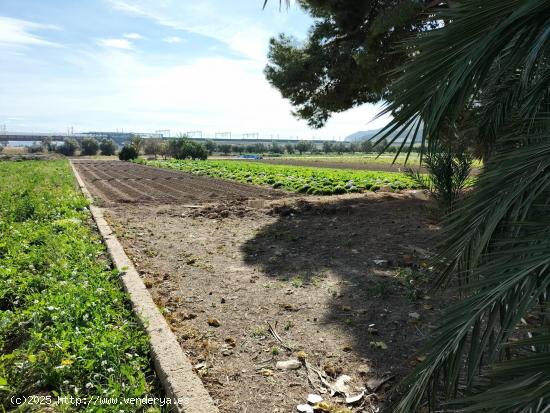  TERRENO RUSTICO EN HUERTA DE COX - ALICANTE 