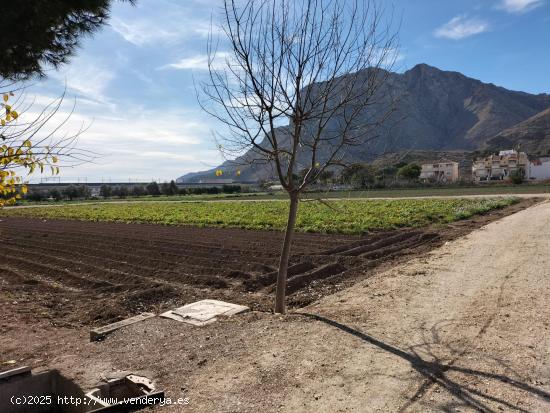  RUSTICA EN HUERTA DE COX - ALICANTE 