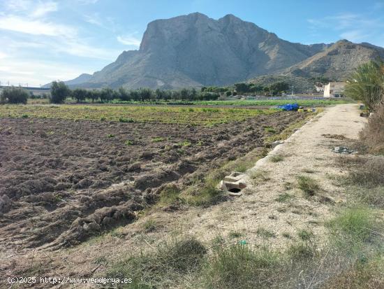  TERRENO RUSTICO EN HUERTA DE COX - ALICANTE 