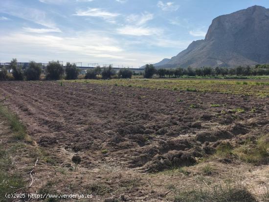 TERRENO RUSTICO EN HUERTA DE COX - ALICANTE