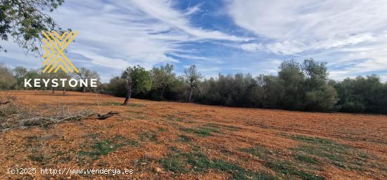 SE VENDE TERRENO RUSTICO EN CAMPOS - BALEARES