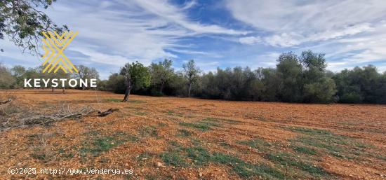 SE VENDE TERRENO RUSTICO EN CAMPOS - BALEARES