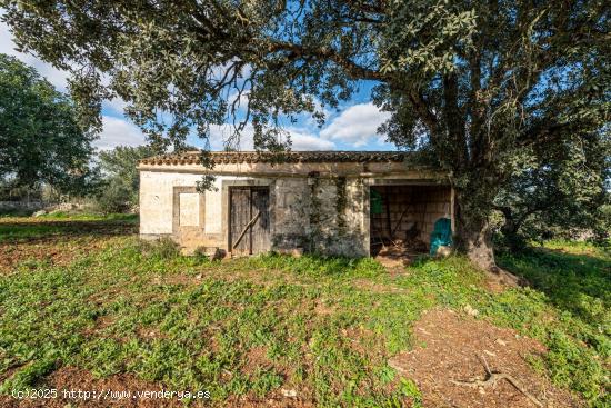 Terreno Rustico con pequeña casa para reformar al este de Petra, Mallorca - BALEARES