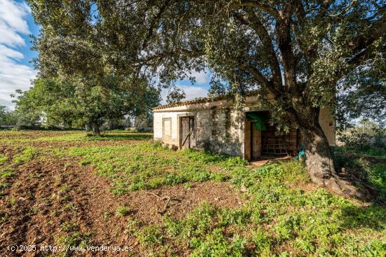 Terreno Rustico con pequeña casa para reformar al este de Petra, Mallorca - BALEARES