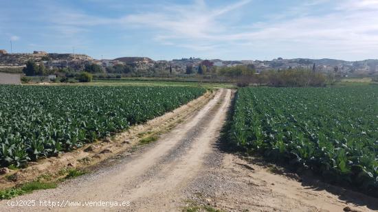 Parcela en Molina de Segura para recreo. - MURCIA