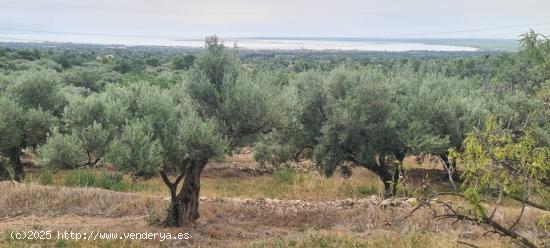 Finca Rústica de 41.000 M2 con caseta de 40 M2 a rehabilitar - TARRAGONA