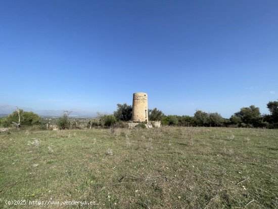 Solar en venta en Llubí (Baleares)