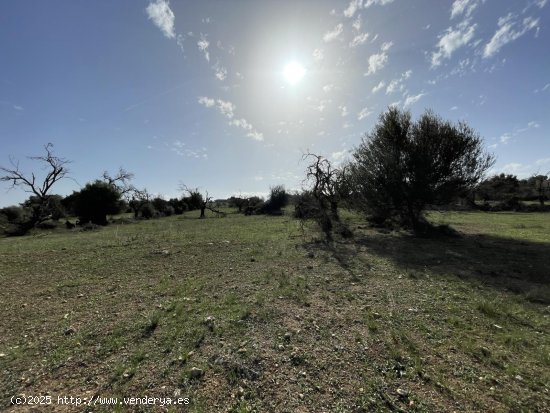 Solar en venta en Llubí (Baleares)