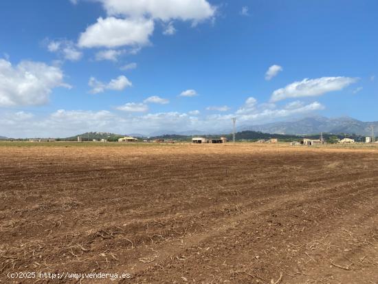 Finca Rústica edificable en Sa Pobla. - BALEARES