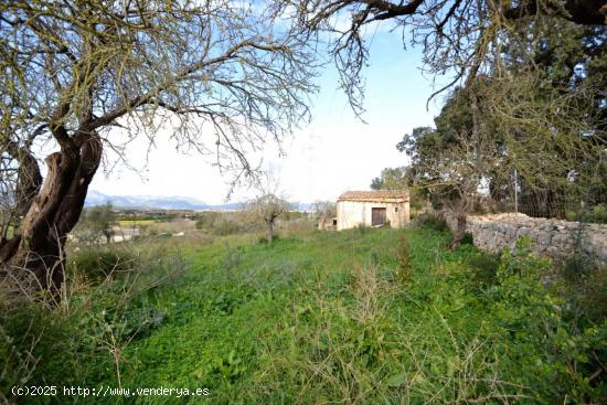 Finca con caseta de herramienta en Muro - BALEARES