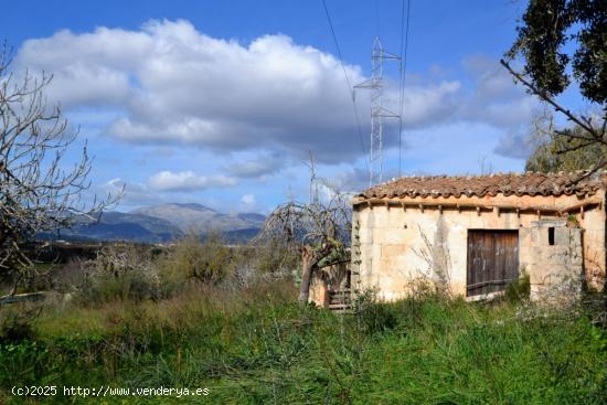 Finca con caseta de herramienta en Muro - BALEARES