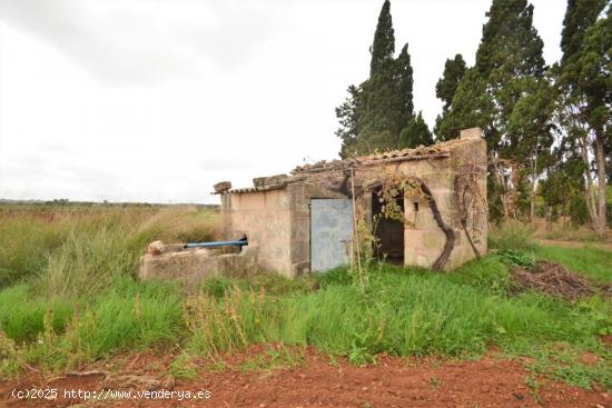 Finca rústica con caseta en Muro - BALEARES