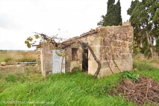 Finca rústica con caseta en Muro - BALEARES