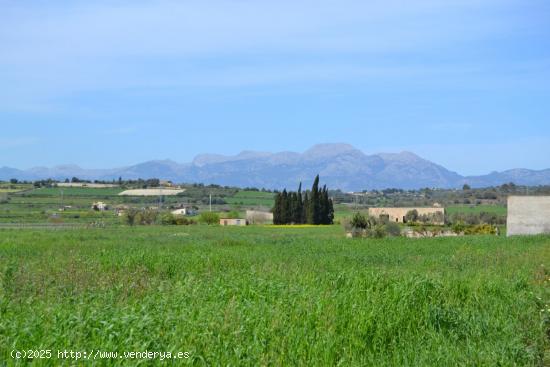  Finca rústica en venta en Santa Margalida. - BALEARES 